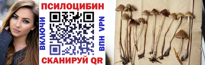 Псилоцибиновые грибы Cubensis купить наркотики сайты Родники